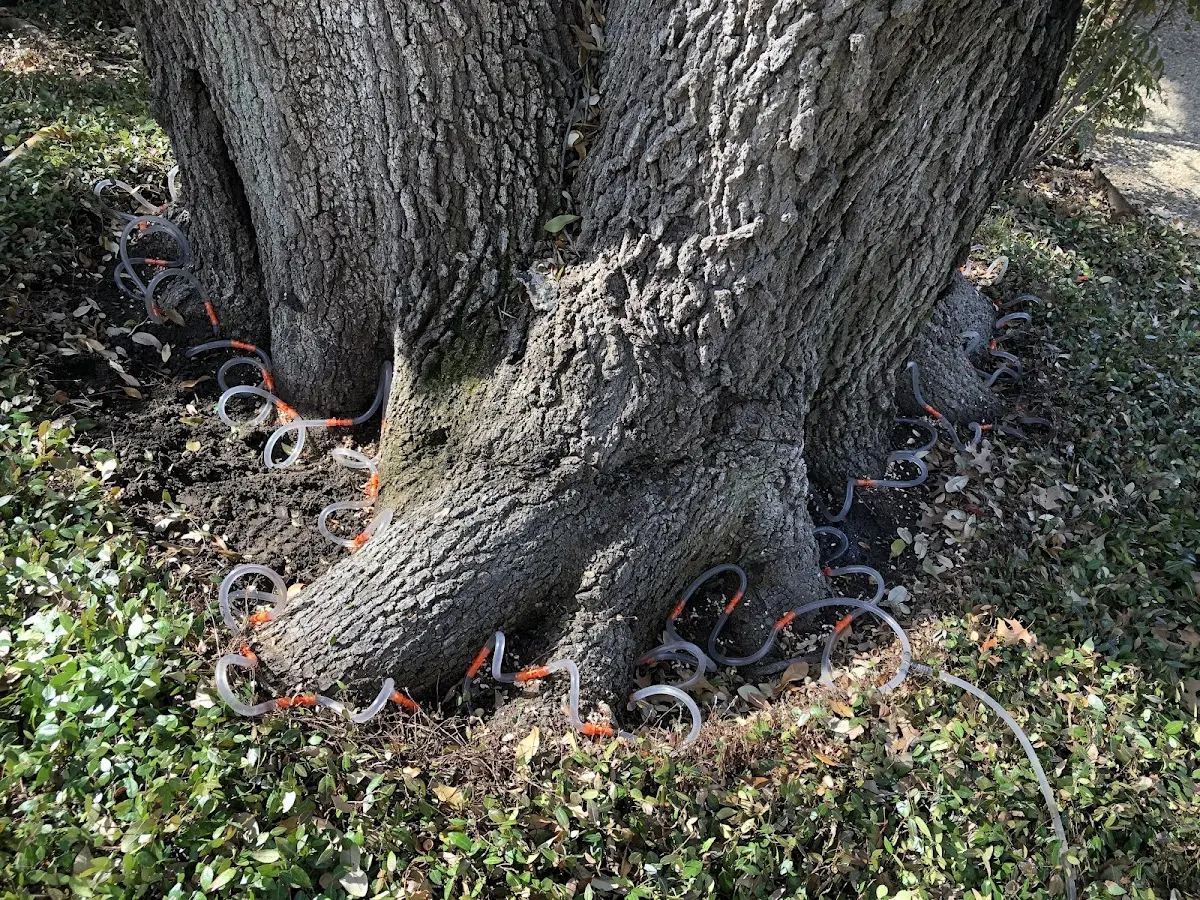 Detailed Tree Cabling and Bracing job site in Deering