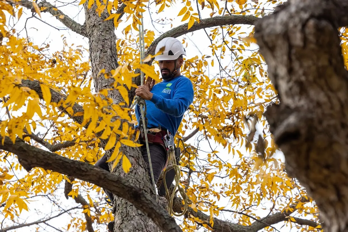 Skilled Tree Planing crew working in Deering